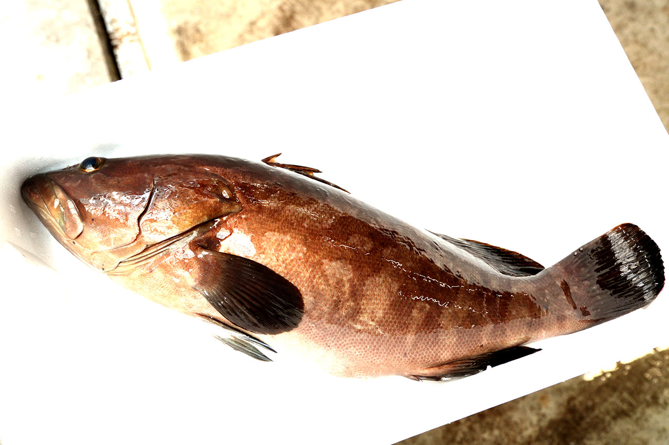 活魚